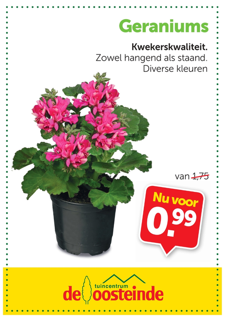 Geranium