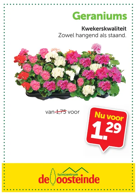 Geraniums