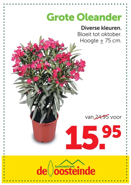 Grote Oleander