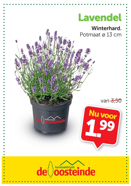 Lavendel