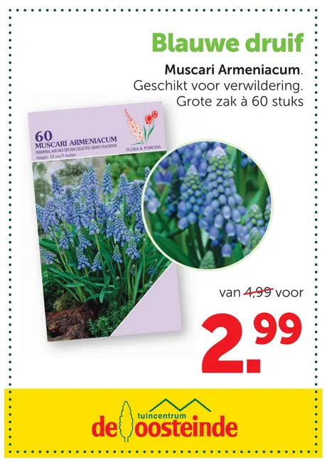 Muscari (blauw druifje) planten? Doen!