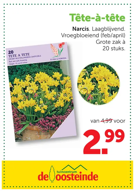 Narcis Tête-à-Tête