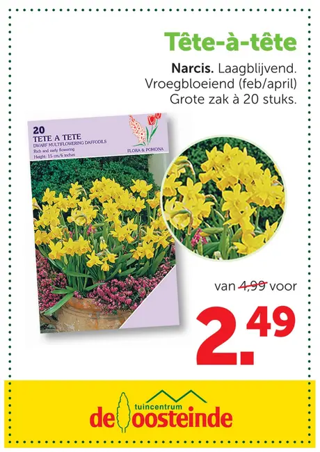Narcis Tête-à-Tête bloembollen planten