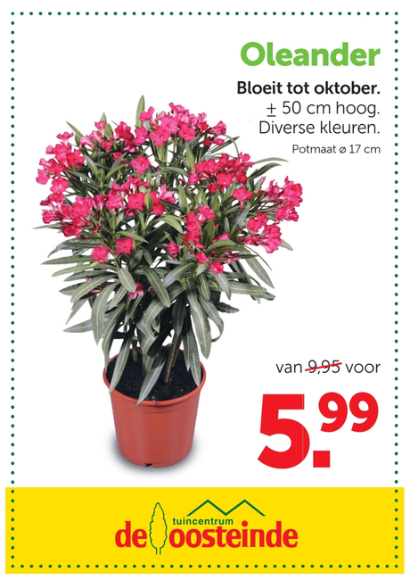 Oleander