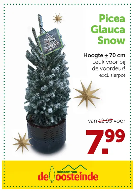 Picea Glauca Snow