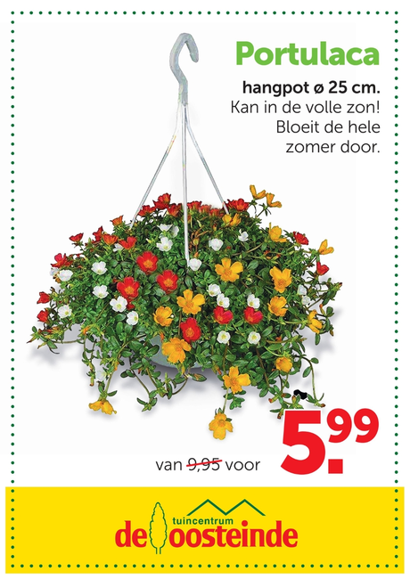 Portulaca hangpot