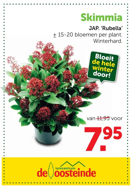 Skimmia japonica ‘Rubella’ met korting