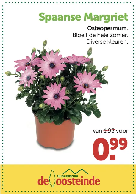 Spaanse Margriet