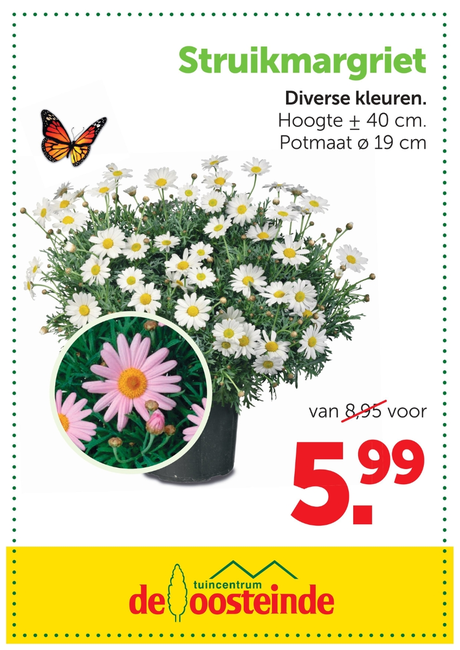 Struikmargriet