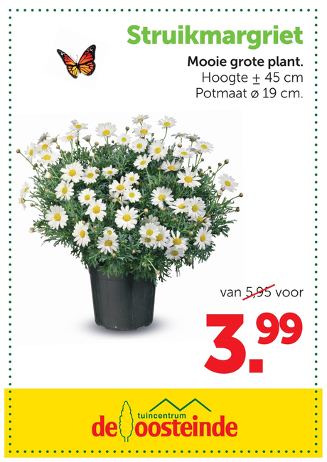 Struikmargriet