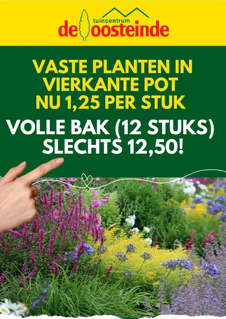 Vaste planten in vierkante pot