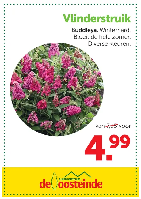 Vlinderstruik