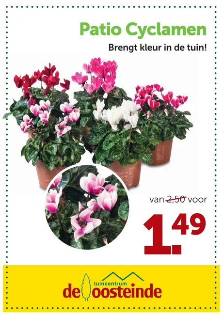 Vrolijke patio cyclamen: extra voordelig!