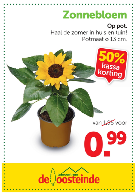 Zonnebloem