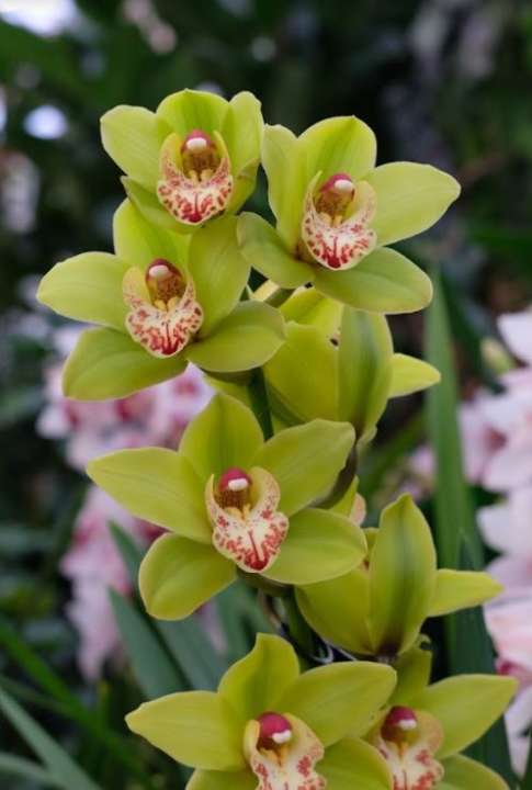 Orchidee kopen | de Oosteinde