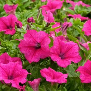 Zomerbloeiers