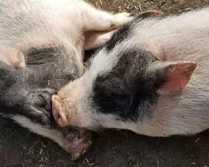 Boerderijdieren in Vijfhuizen | Kinderboerderij de Oosteinde