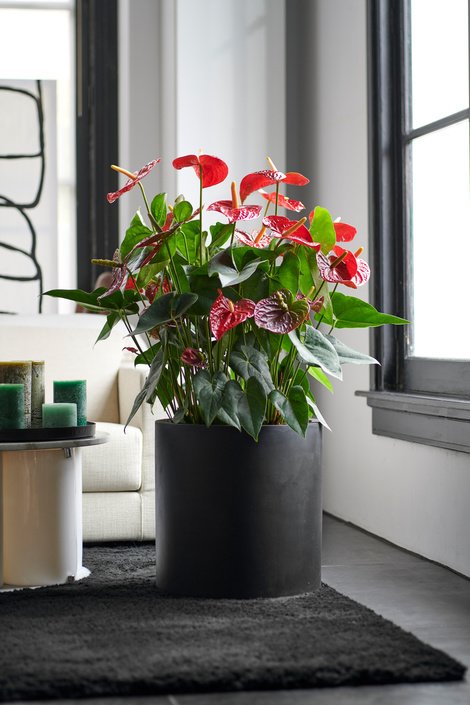 Welp 10 Bloeiende Kamerplanten Die Uw Interieur Opfleuren - Tuincentrum YE-88
