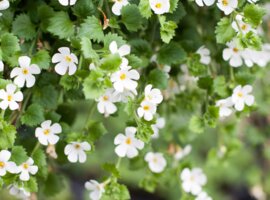 Bacopa