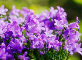 Campanula addenda