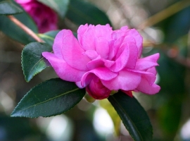 Camelia