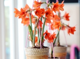 Hippeastrum