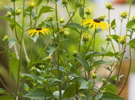 Rudbeckia