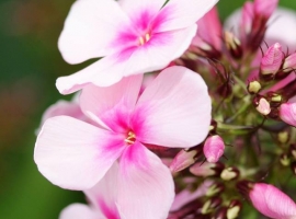 Phlox paniculata