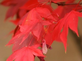 Acer Palmatum