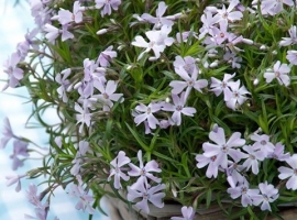 Phlox subulata