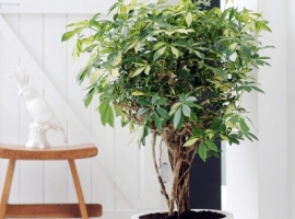 Schefflera