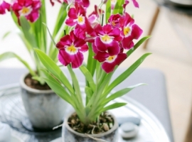 Miltonia