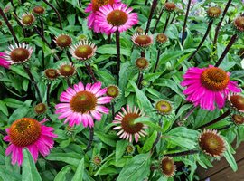 Echinacea