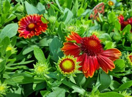 Gaillardia