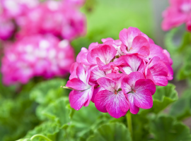 Geranium: uw favoriete tuinplant | Oosteinde