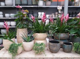 Top 10 groene kamerplanten