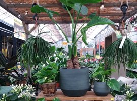 Grote kamerplanten bij tuincentrum Oosteinde