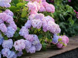 Hortensia