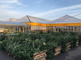Welke kerstboom kiest u? | De ultieme kerstsfeer bij de Oosteinde