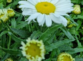 Leucanthemum