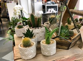 Arrangementen Met Bloemen & Planten