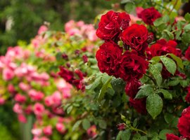 Alles wat u wilt weten over rozen | Tuincentrum Oosteinde