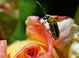 Rupsen, kevers en insecten