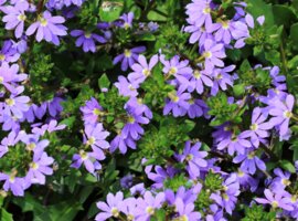 Scaevola