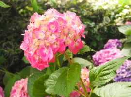 Vaste planten in uw tuin? Bezoek de Oosteinde voor advies.