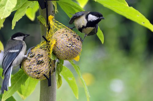 Welp vogels in de tuin - Tuincentrum de Oosteinde TJ-84