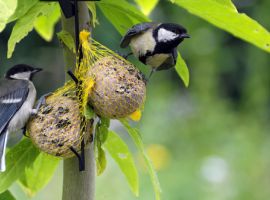 Vogels in de tuin